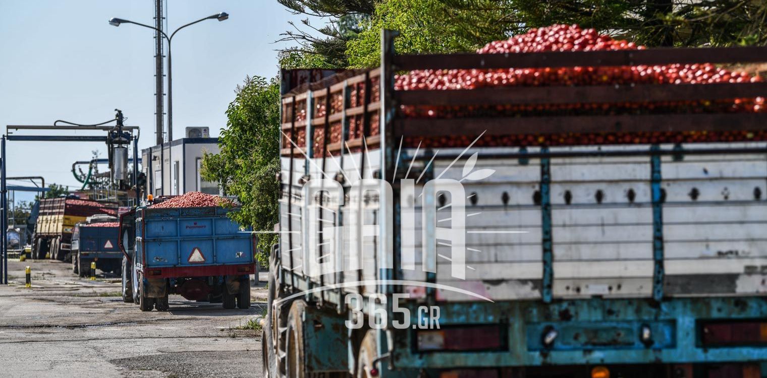 Βιομηχανική τομάτα: Με ποιότητα και ποσότητα το 2019