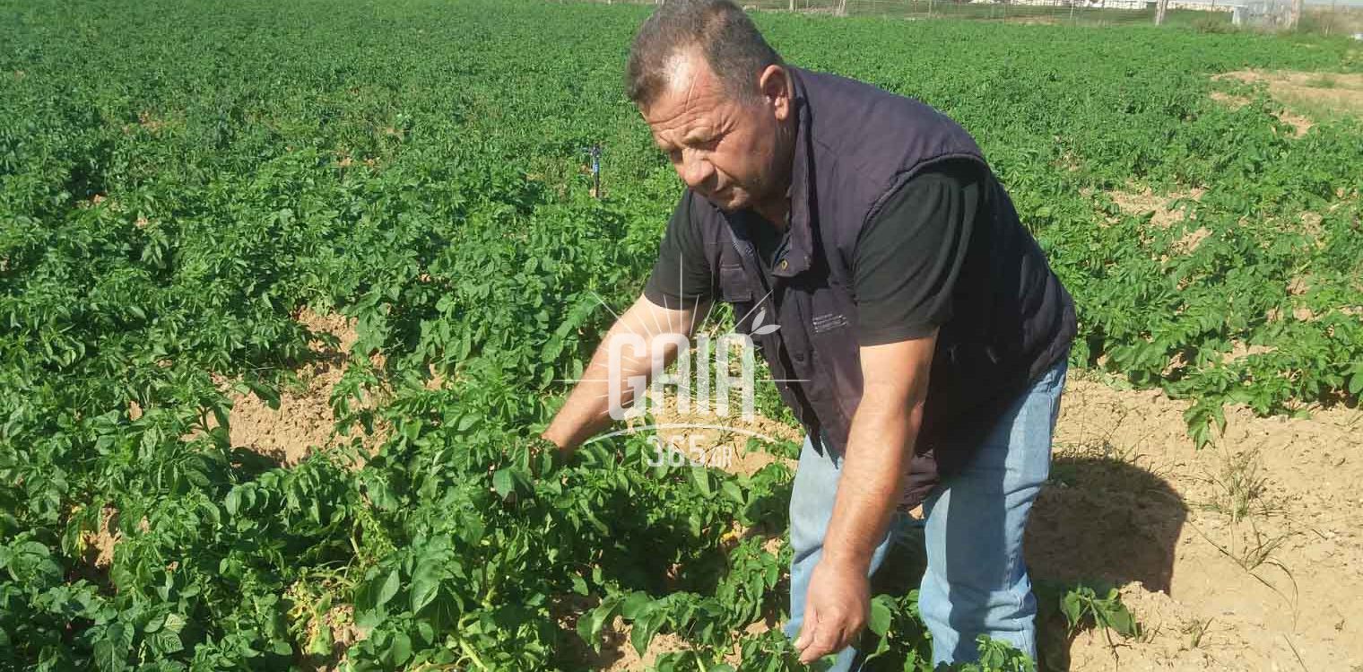 Βαρθολομιό: Η ανομβρία &quot;σκοτώνει&quot; την καλλιέργεια πατάτας...