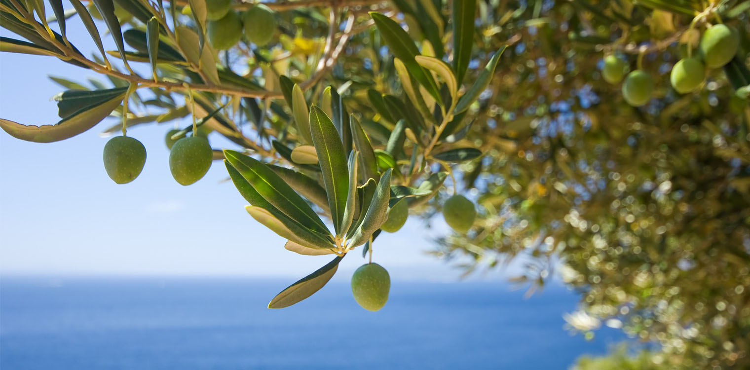 Το βακτήριο που απειλεί την ελαιοπαραγωγή της Ελλάδας