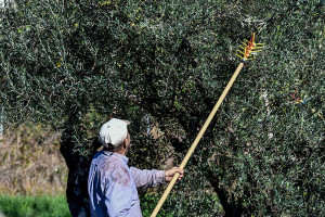 Ηράκλειο: Σε κίνδυνο ο κρητικός ελαιώνας – Ξεραίνονται τα δέντρα μετά το “ράβδισμα”